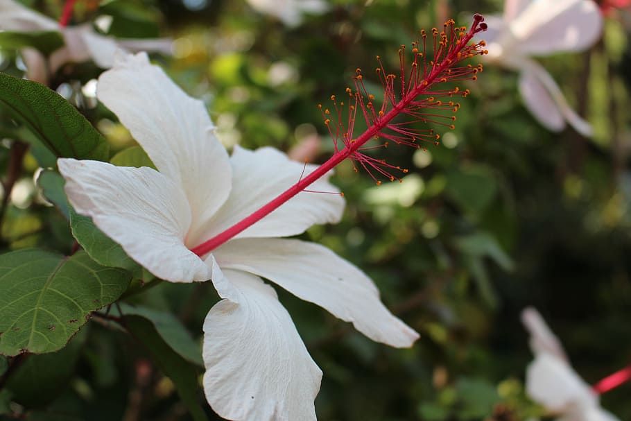 flower, nature, flora, leaf, garden, petal, blooming, floral HD wallpaper