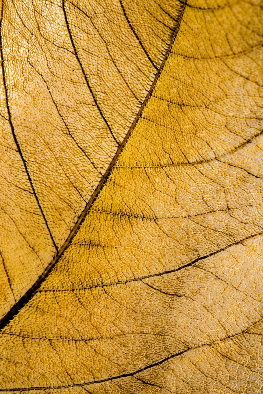 brown leaf, skeleton, structure, detail, nature, backgrounds HD wallpaper