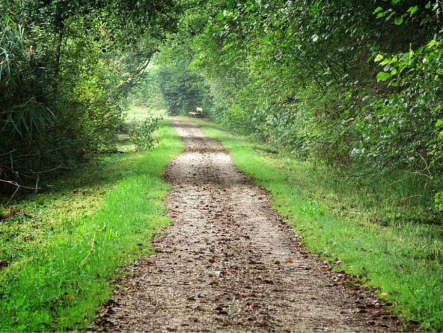 forest path, trees, nature, away, mystical, wild, mood, green HD wallpaper