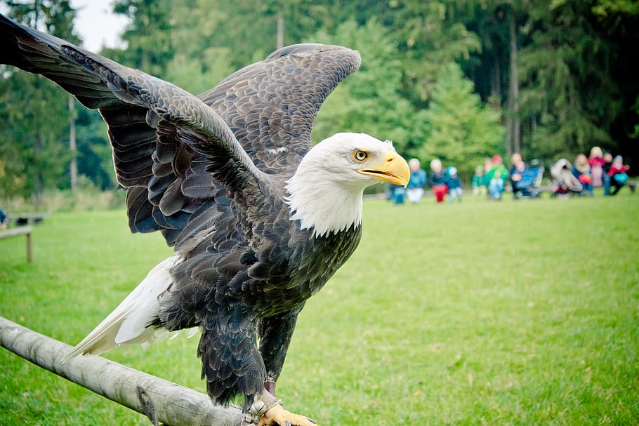 bald eagle, adler, raptor, bird, white tailed eagle, close up