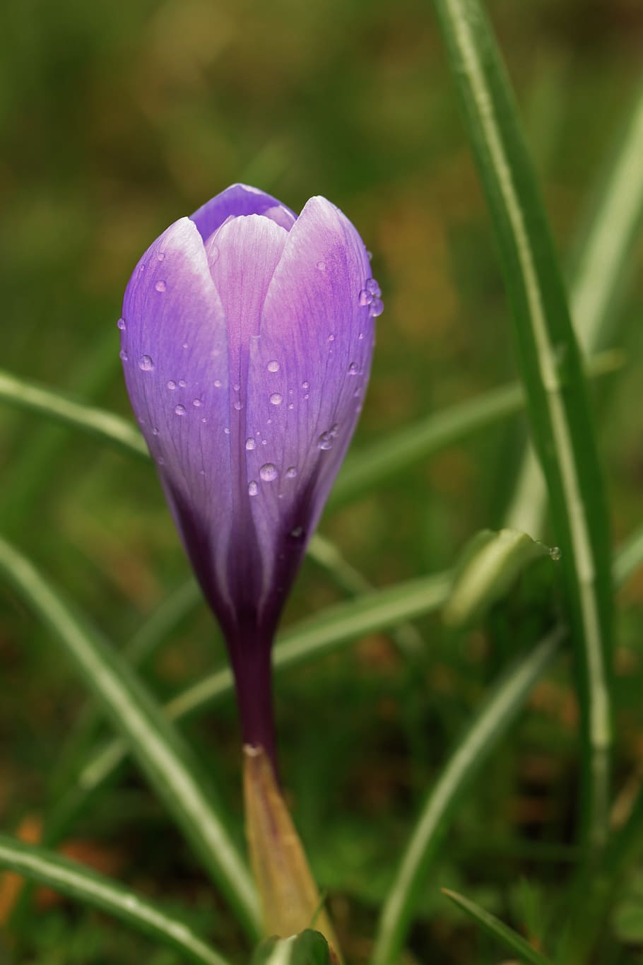 Crocus, Blossom, Bloom, Flower, Spring, close, plant, nature HD wallpaper