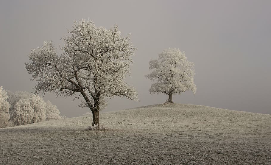 snow covered trees during daytime, hoarfrost, winter, branches HD wallpaper