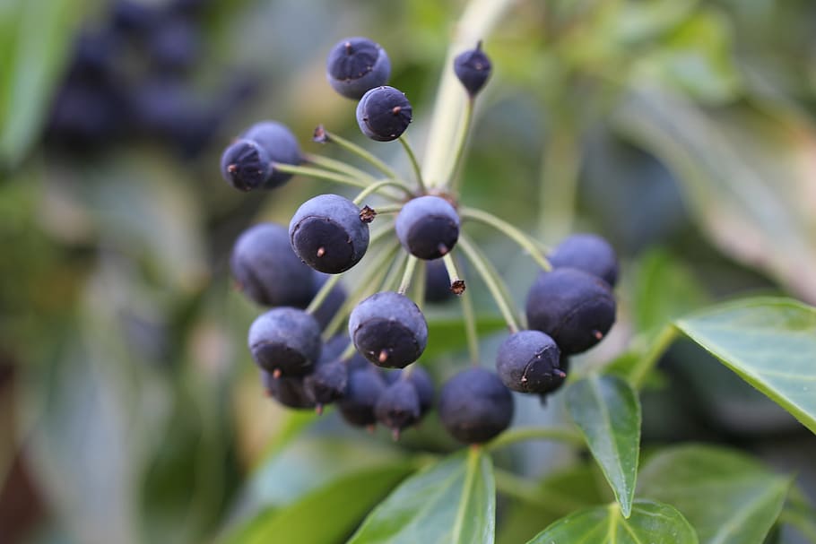 ivy, fruit, blue, violet, berries, toxic, smart, twig, branch HD wallpaper