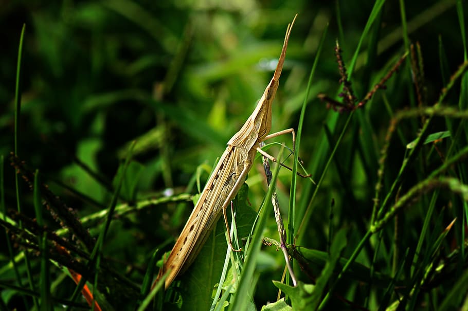 mantis, phasmid, insect, arthropod, nature, macro, plant, one animal HD wallpaper