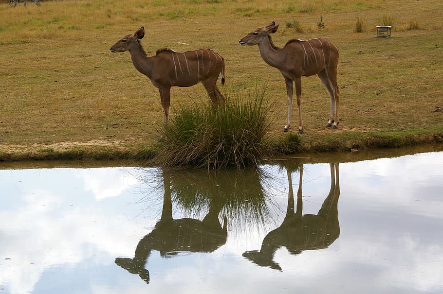 Zoo, Animals, Tree, Water, Park, animal park, nature, herd HD wallpaper