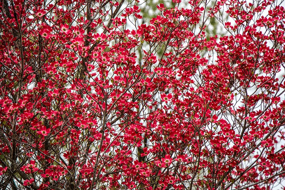 blossom, red, spring, bloom, tree, nature, flower garden, green HD wallpaper