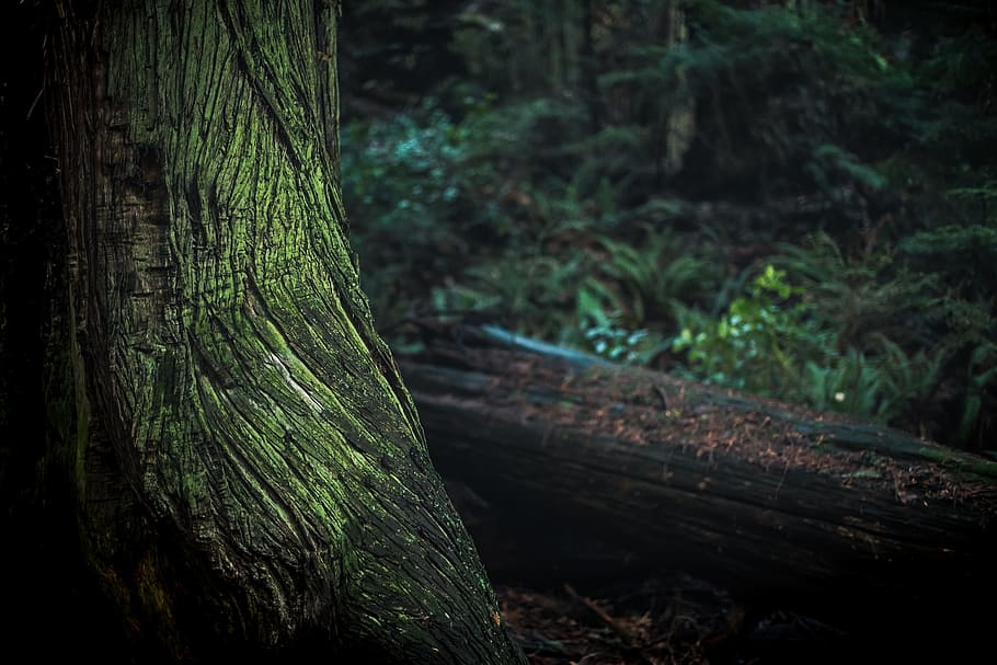 Green and Black Tree Trunk, daylight, environment, forest, grass HD wallpaper