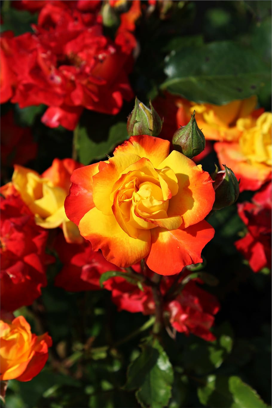 rose, bud, blossom, bloom, red, yellow, tender, floribunda HD wallpaper