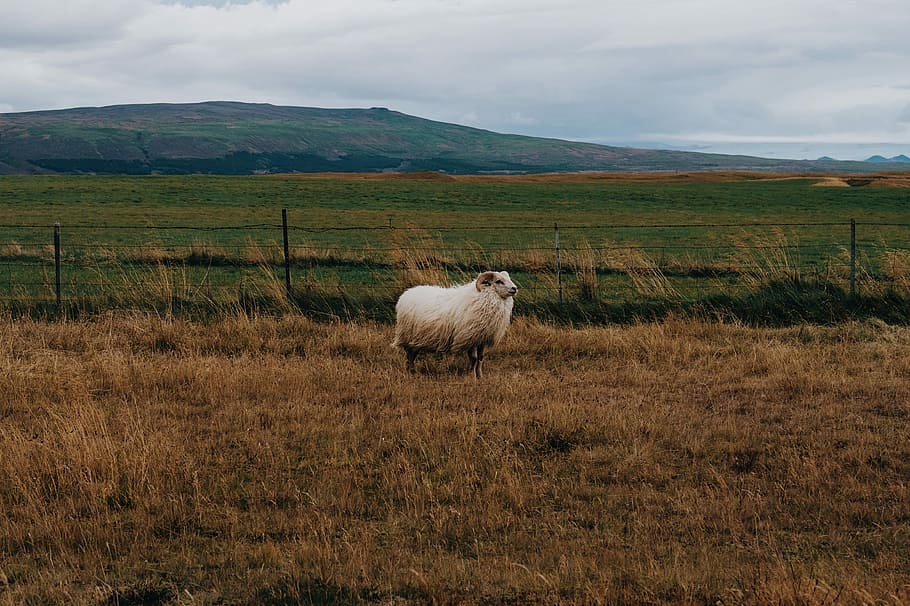 white and brown ram on farm pen under clear blue sky, ram beside fence during daytime HD wallpaper