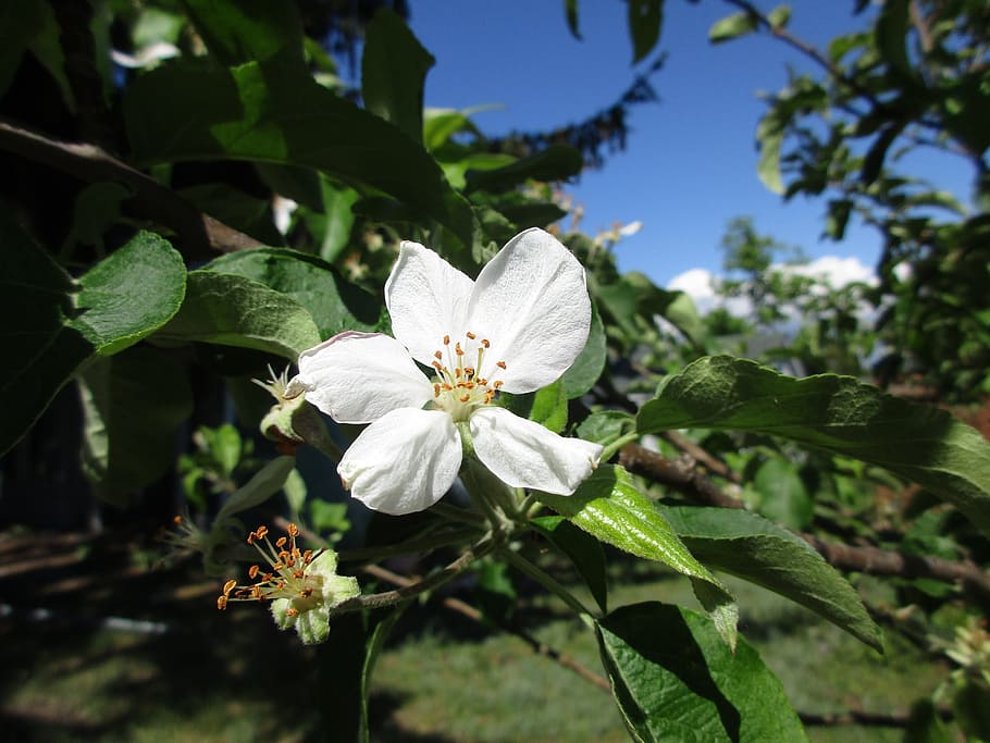 flower, tree, blue sky, green leaf, plant, flora, nature, spring HD wallpaper