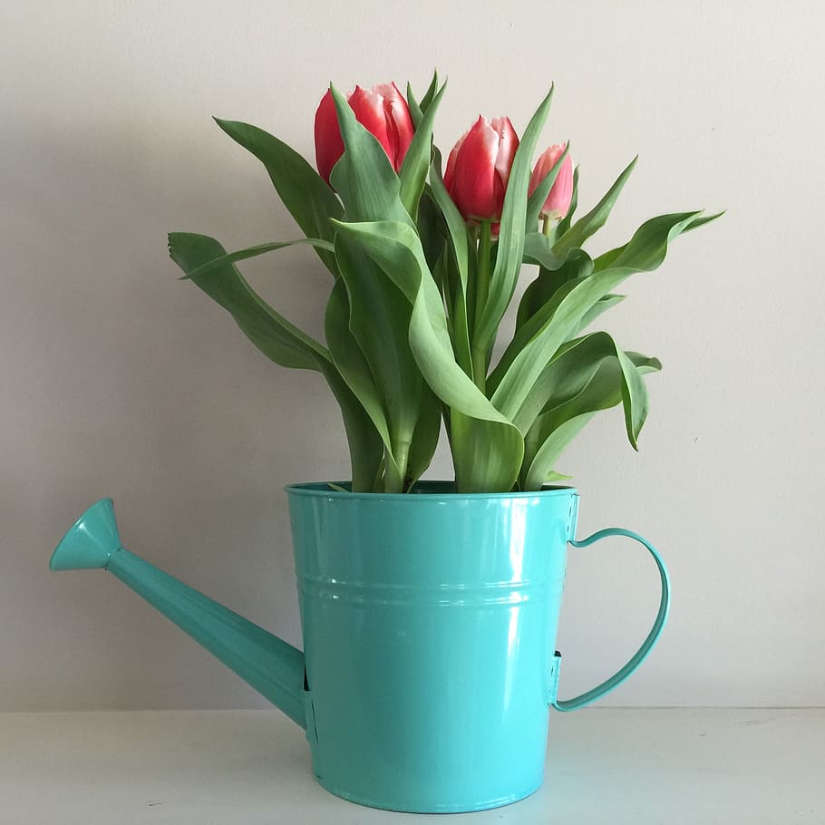 flowers, tulips, spring, blossom, green color, indoors, plant HD wallpaper