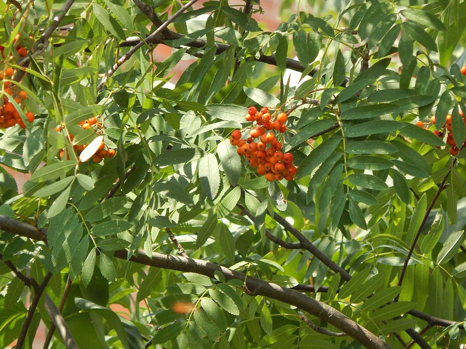 rowan, plant, tree, nature, healthy eating, growth, fruit, leaf HD wallpaper