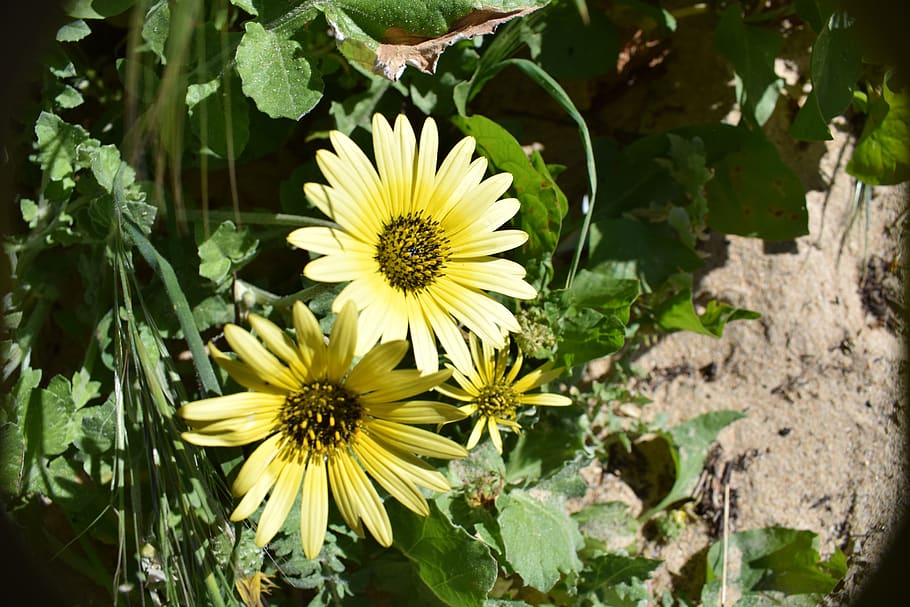 flowers, field, daisy, flowering plant, freshness, beauty in nature HD wallpaper