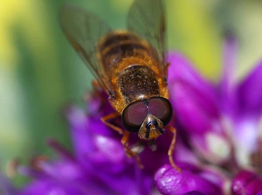 hoverfly, insect, flower, nature, macro, wildlife, bug, close HD wallpaper