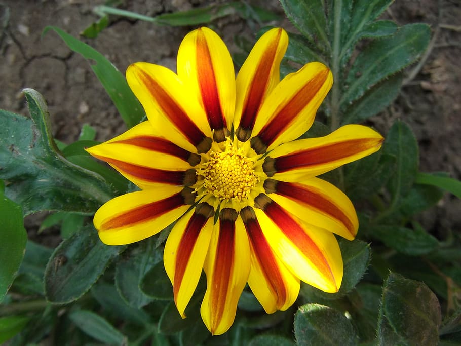 flower, yellow, red, striped, stripes, garden, bloom, spring HD wallpaper