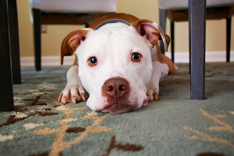 adult tan and white American pit bull terrier near the dining chair HD wallpaper