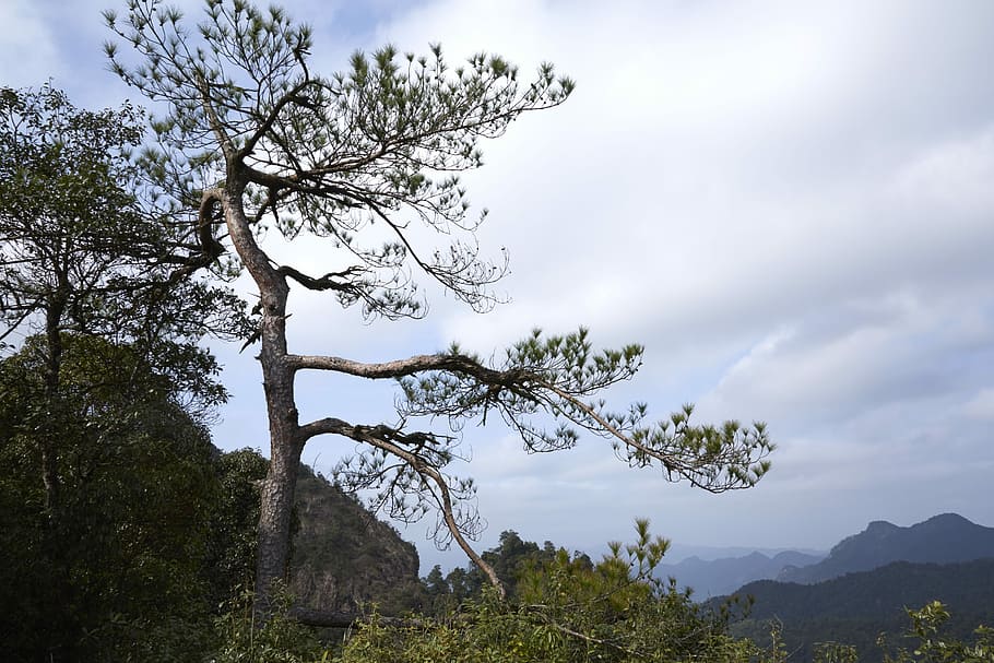Forest, Tree, Pine, cloud - sky, pine tree, nature, plant, beauty in nature HD wallpaper