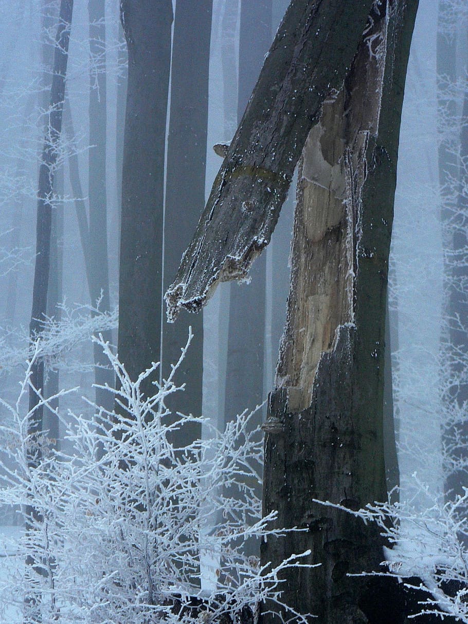 Winter, Park, Tree, Forest, Broken, cold temperature, frozen HD wallpaper