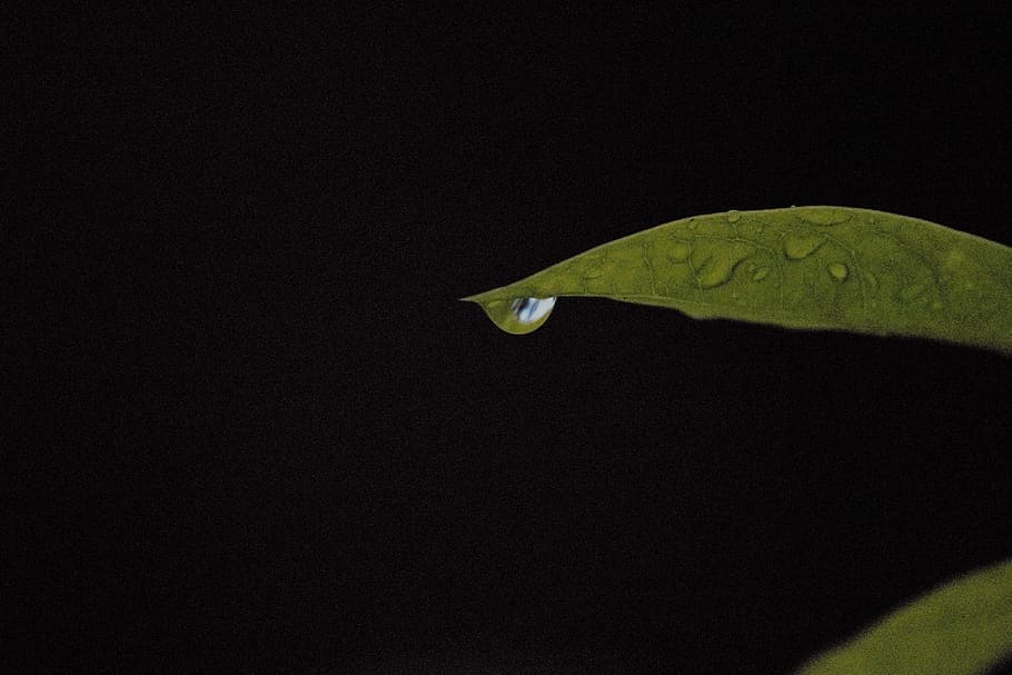 leaf, dark, nature, green, plant part, copy space, no people HD wallpaper