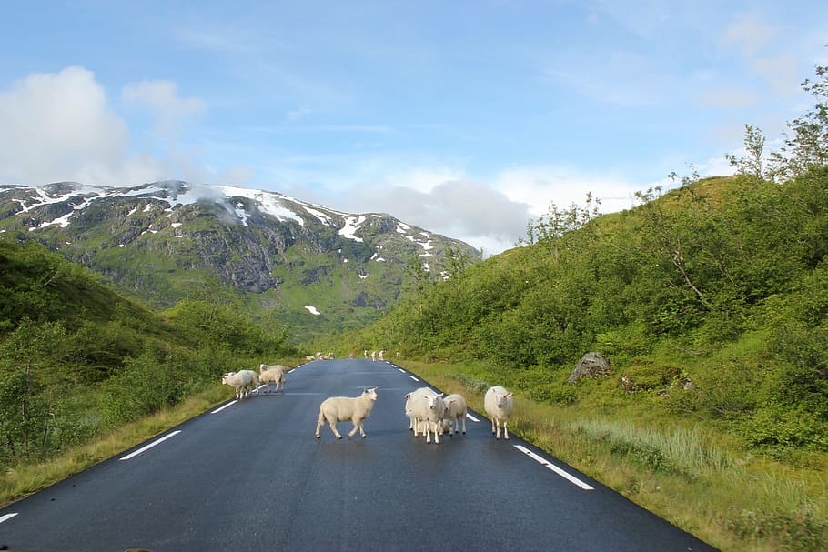 herd of sheep on asphalt road between plants during daytime HD wallpaper