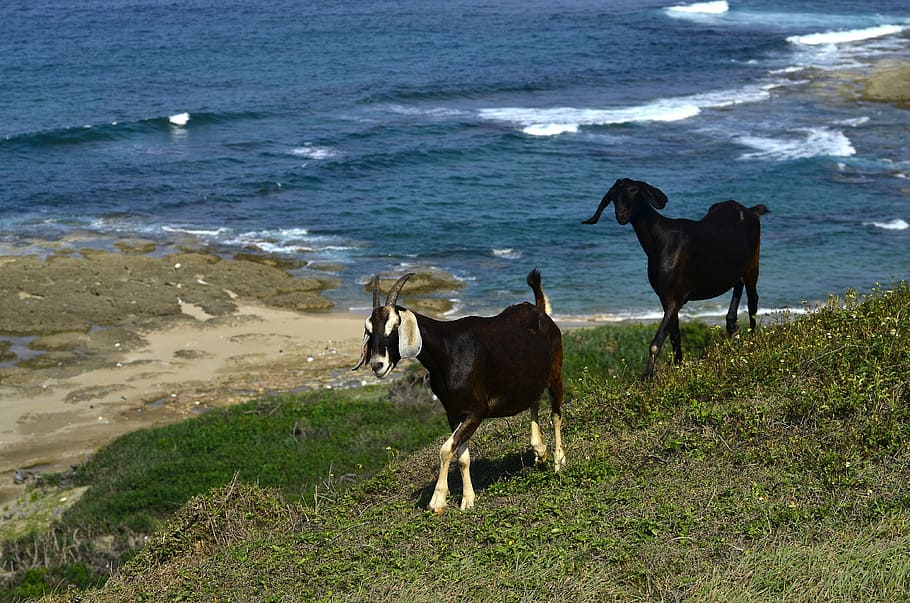 goats, sea, foam, fauna, animal, nature, black goat, antlers HD wallpaper