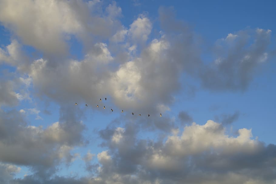 clouds, sky, bird flight, geese, migratory birds, cloud - sky HD wallpaper
