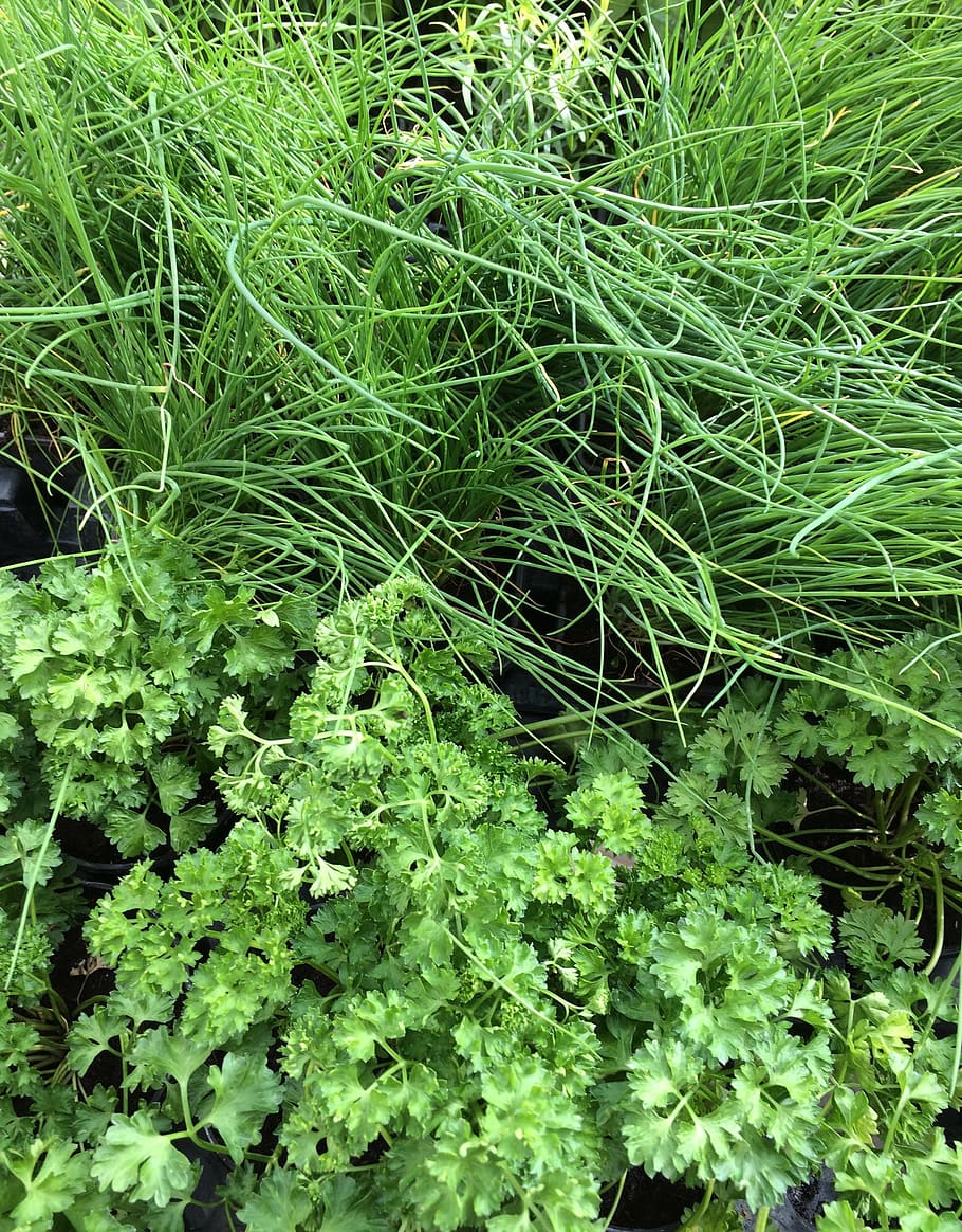 parsley, chives, vegetable, fresh, green, healthy, herb, ingredient, HD wallpaper