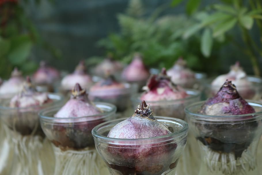 red onions on small clear glass bowls, several onion bulbs on cups photograph HD wallpaper