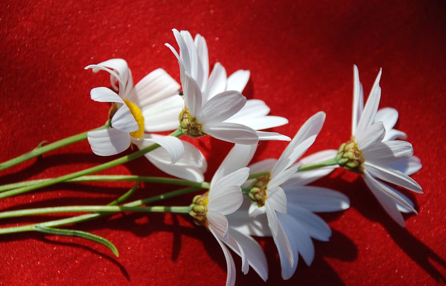 Flowers, White, Daisy, Background, red, christmas, colored background HD wallpaper