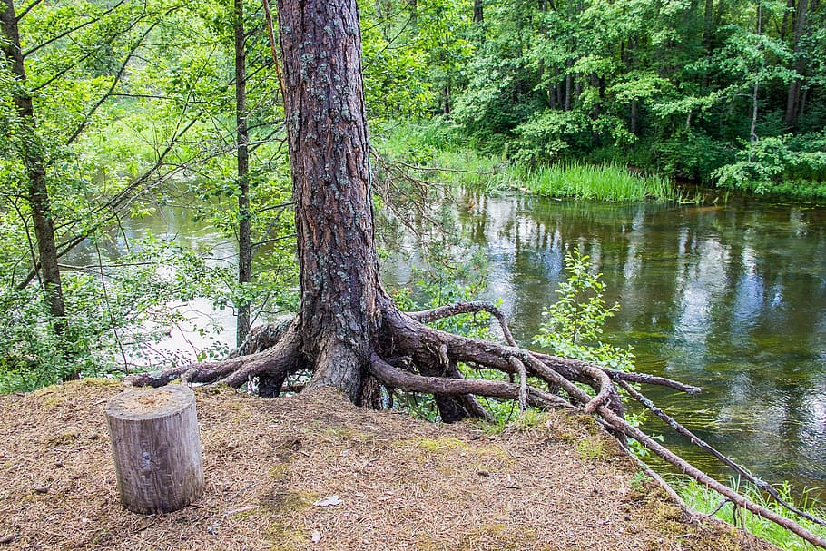beach, forest, great, russia, tree, plant, land, water, tranquility HD wallpaper