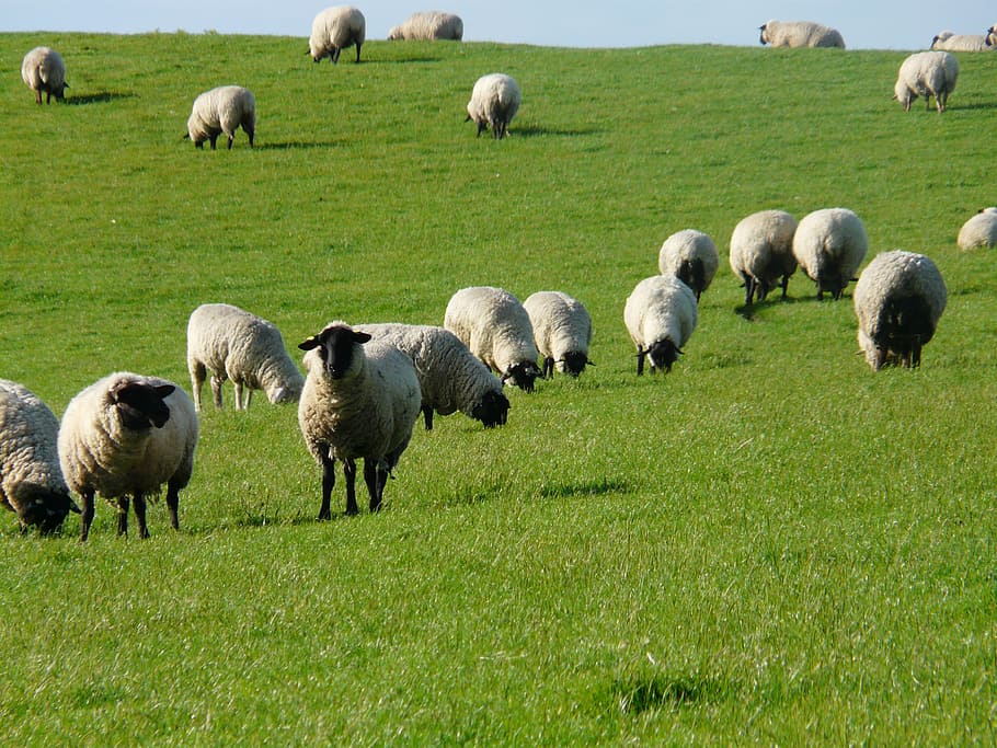 flock of sheep, rhön sheep, dike, meadow, grass, north sea, HD wallpaper