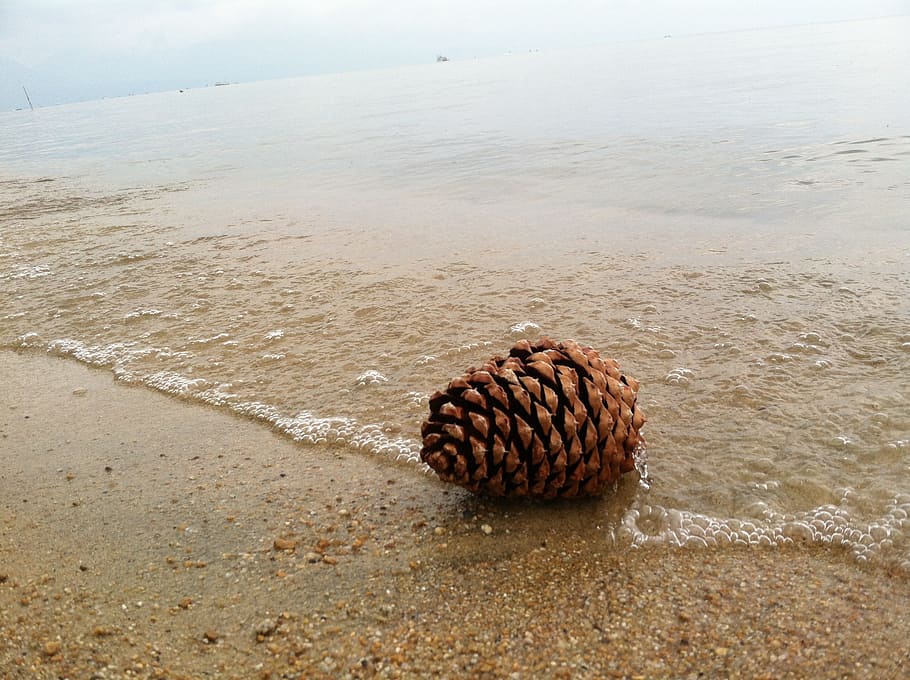 pine cone, shore, beach, lake, water, sand, nature, shoreline HD wallpaper