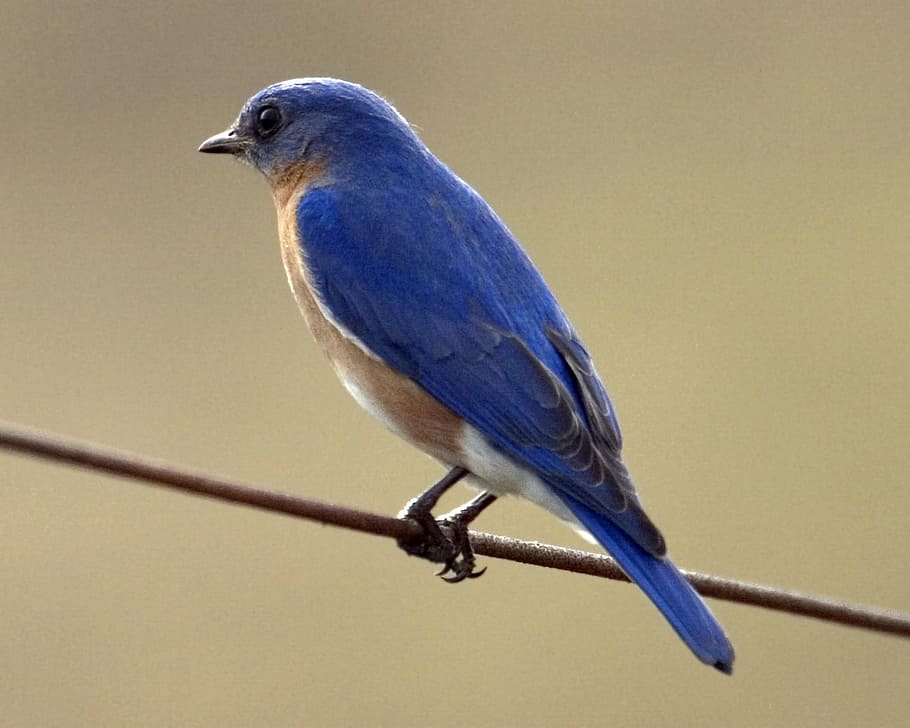 blue bird perching on brown rope, Eastern Bluebird, Wire, perched HD wallpaper