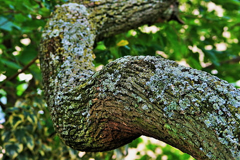 tree, tipuana, branch, thick, strong, bark, lichen, nature HD wallpaper