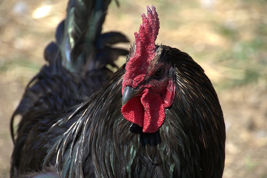 Black Turkey Plumage Feathers - Feathergirl