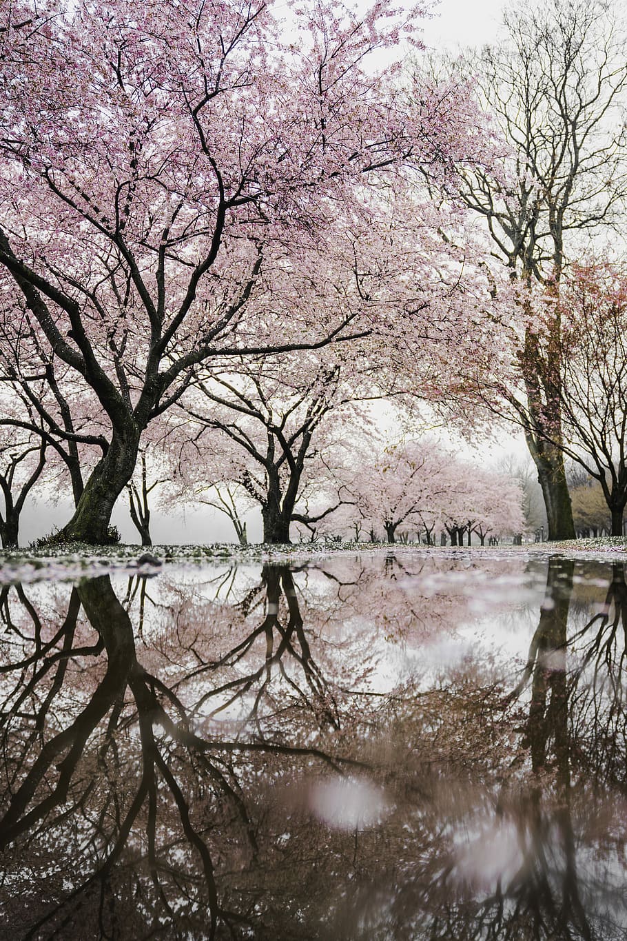 cherry blossom trees near river, pink cherry blossom screenshot, HD wallpaper