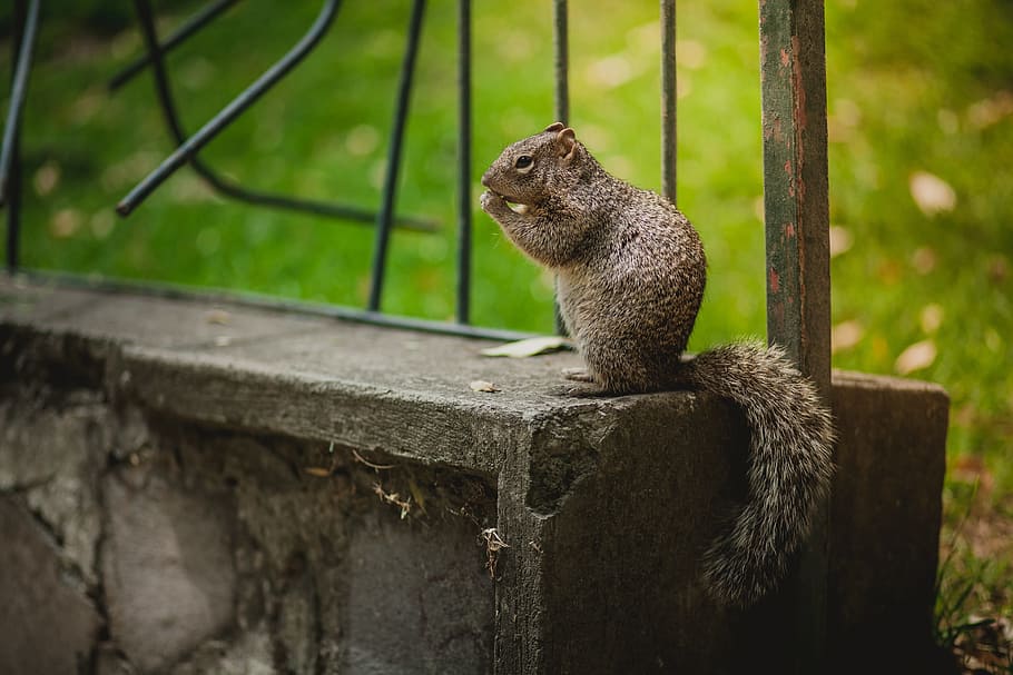 black chipmunk standing on concrete pavement, squirrel, nature HD wallpaper