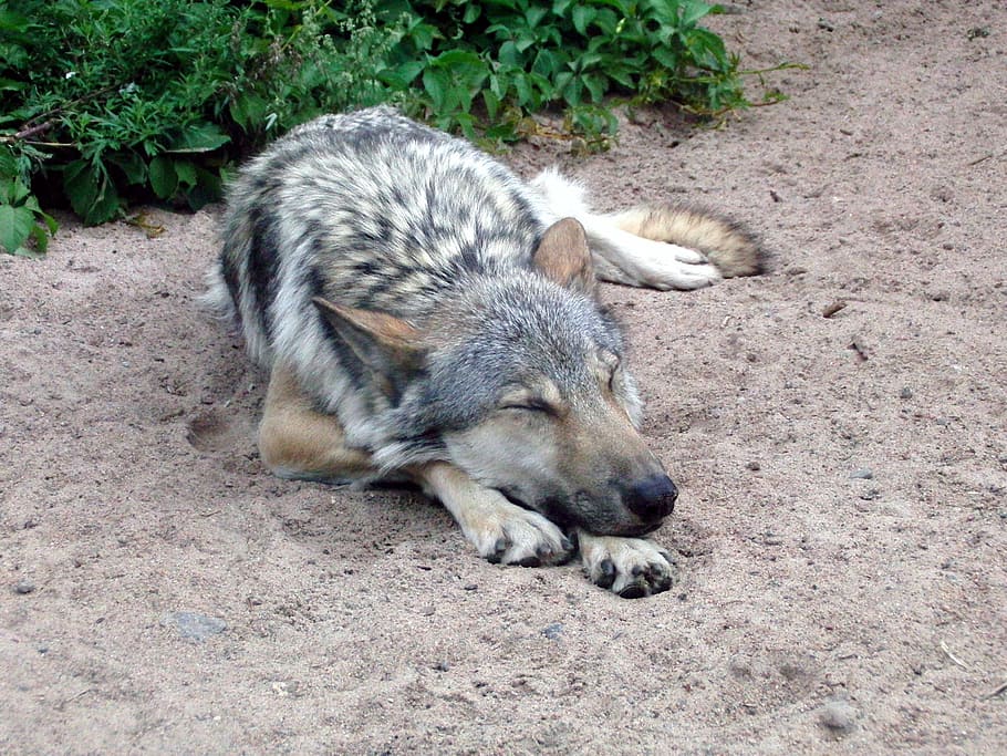 brown and gray wolf, canis lupus, predator, sleeps, lies, zoo HD wallpaper