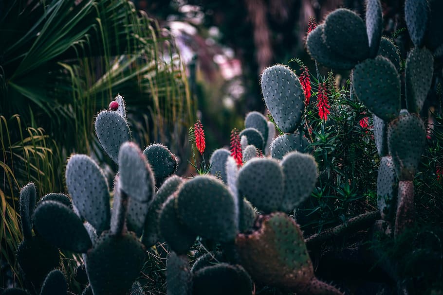 blur, botanical, cactaceae, cactus, close-up, focus, garden HD wallpaper