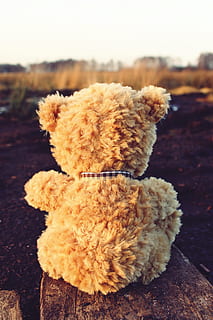 teddy, teddy bear, soft toy, bears, stuffed animal, sweet, cute HD wallpaper