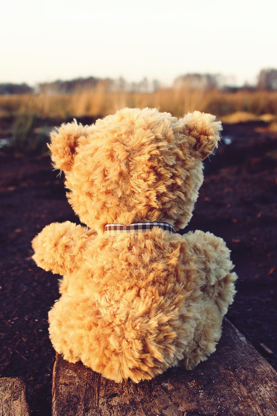 teddy, teddy bear, soft toy, bears, stuffed animal, sweet, cute HD wallpaper