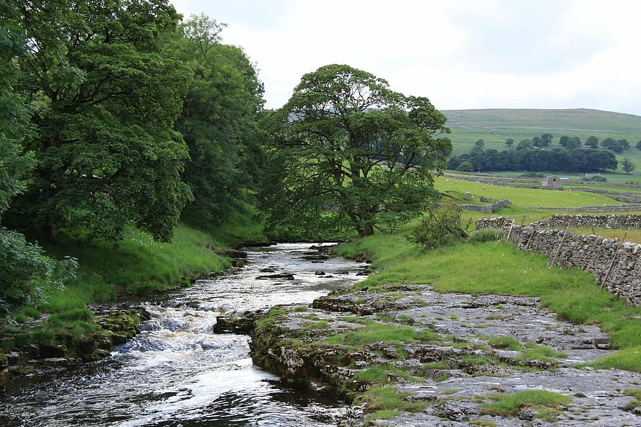littondale, yorkshire, plant, beauty in nature, water, tree HD wallpaper