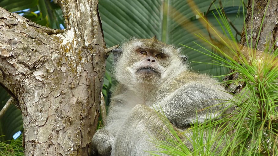 monkey, tree, sit, close, animal, tropical, plant, animal themes HD wallpaper