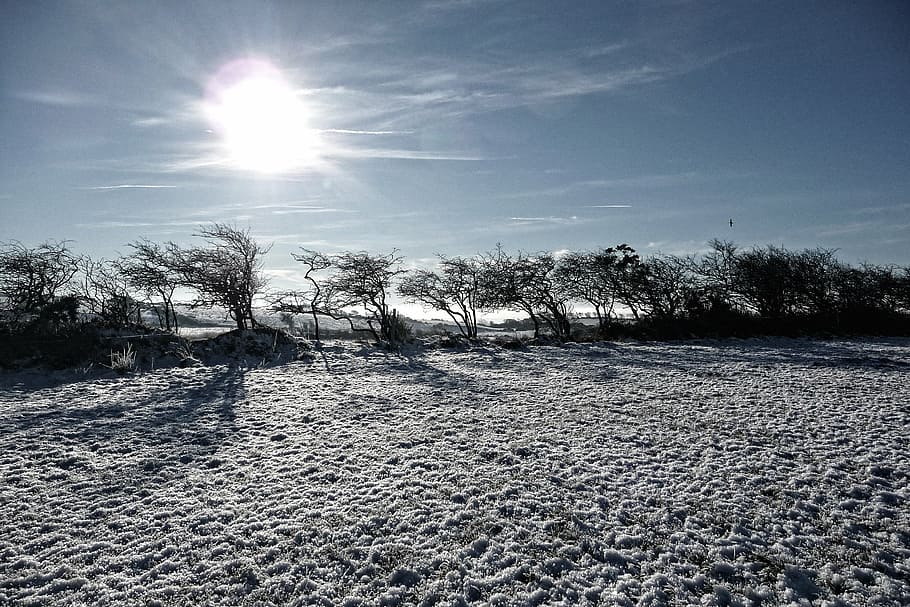 HD wallpaper: snow, frost, christmas, ireland, tree, morning, sun ...