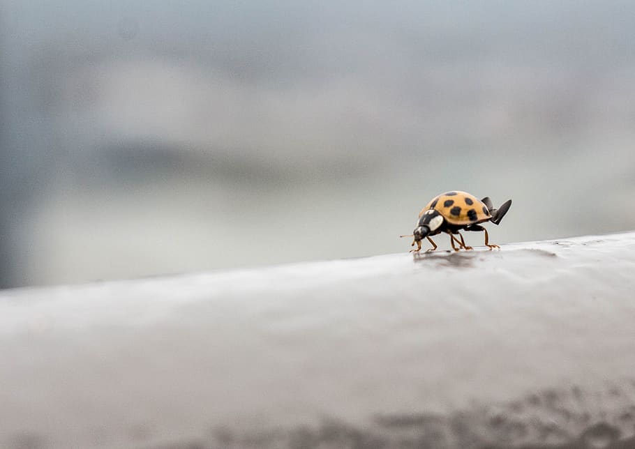 insect, bug, lady, wings, animal themes, one animal, animal wildlife HD wallpaper