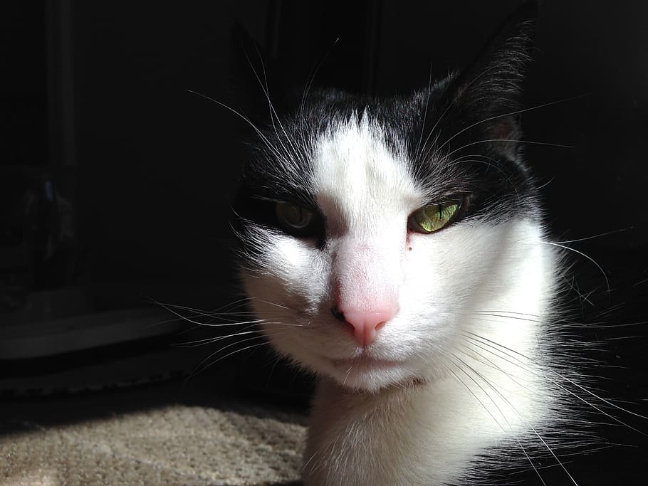 cat, sunlight, cat face, cute cat, pet, cat's eyes, feline HD wallpaper