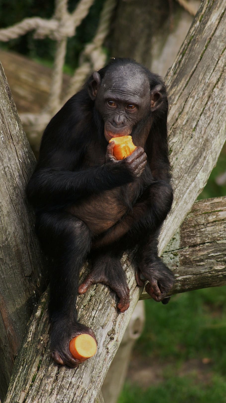 bonobo, monkey, primate, eating, wildlife, chimpanzee, mammal, HD wallpaper