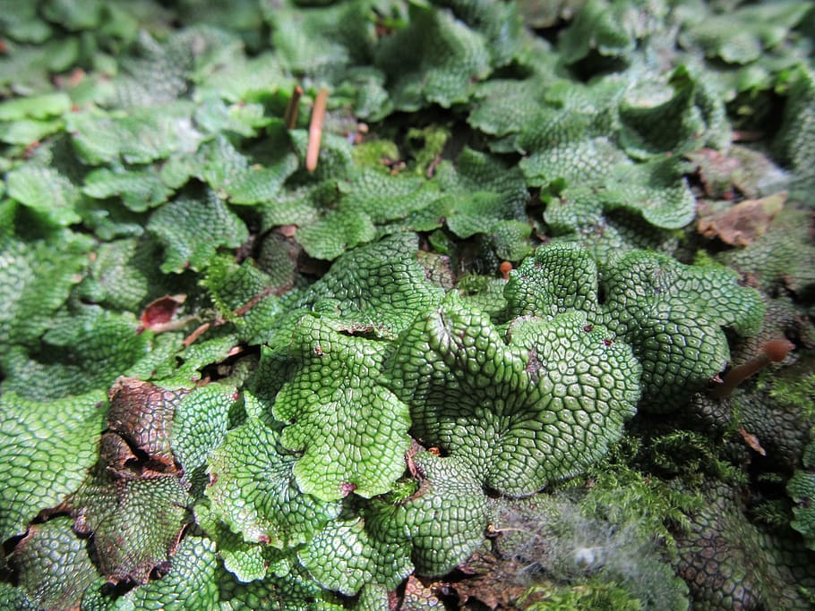 moss, plant, forest, green color, food, food and drink, healthy eating HD wallpaper