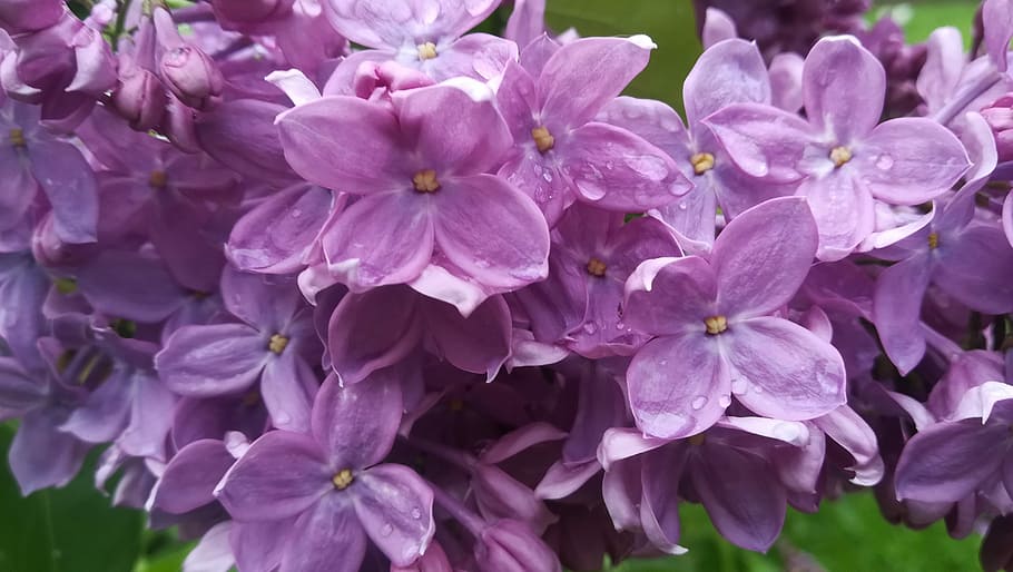 purple petaled flowers, lilac, drops, rain, large plant, nature HD wallpaper