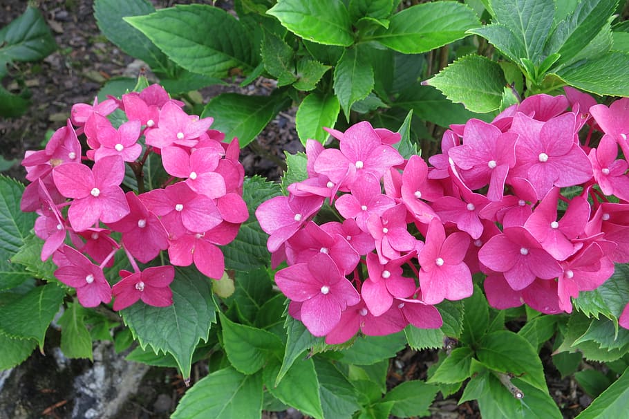 hydrangeas, flowers, pink, leaf, plant part, flowering plant HD wallpaper